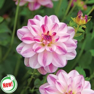 Saint Martin Dahlia Thumbnail